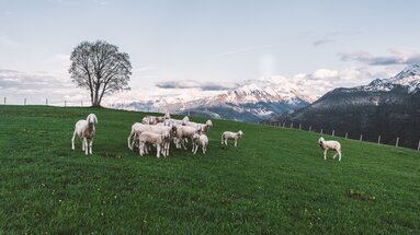 Flock of sheep on a green meadow with snowy mountains and a tree in the background. | © Daniel Kogler