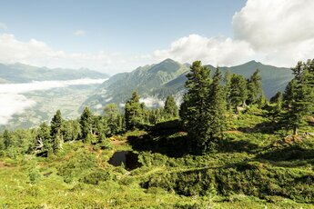 Swiss pine magic Germkogel | © Holiday Region National Park Hohe Tauern