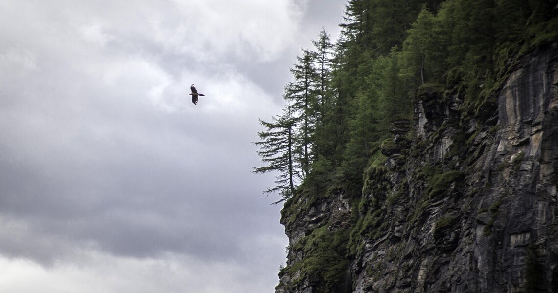 Eagle flying over a steep, forested cliff under a cloudy sky | © Holiday Region National Park Hohe Tauern