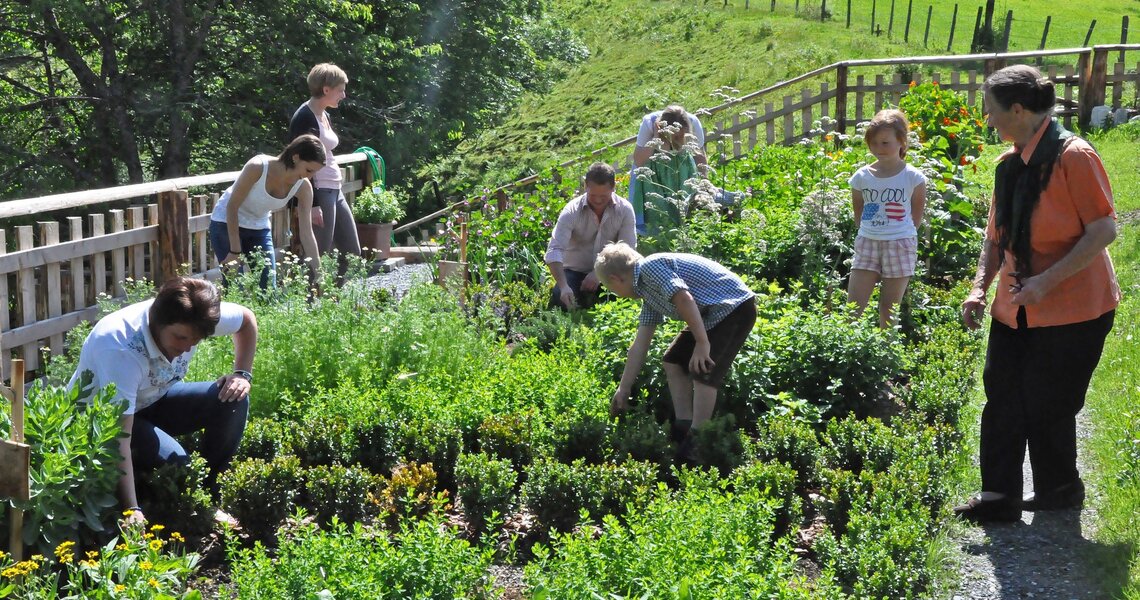 Menschen pflücken Kräuter in einem grünen Garten mit Blick auf die Natur. | © Ferienregion Nationalpark Hohe Tauern