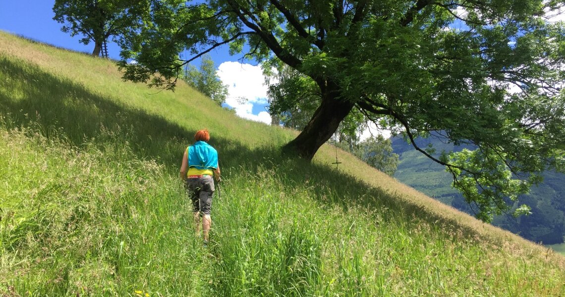 Person hiking through a green meadow with a large tree in the foreground. | © Holiday Region National Park Hohe Tauern