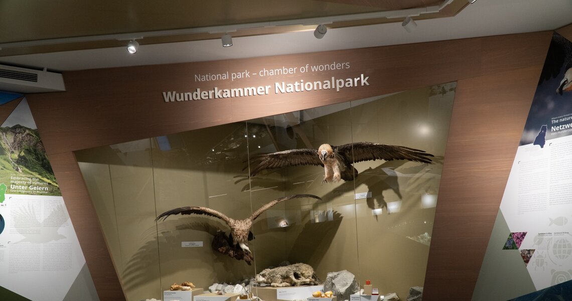 Natural history exhibit in the national park center featuring taxidermied birds of prey. | © Nationalparkverwaltung Salzburg