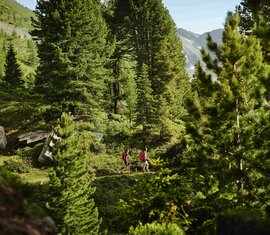 Swiss Pine Trail | © Gasteinertal Tourismus GmbH - Michael Koenigshofer