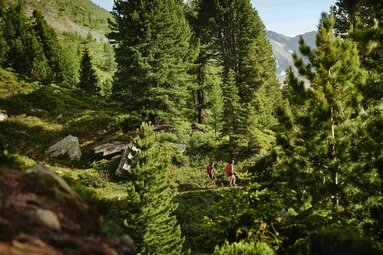Swiss Pine Trail | © Gasteinertal Tourismus GmbH - Michael Koenigshofer
