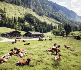 Nationalpark Kühe | © Ferienregion Nationalpark Hohe Tauern