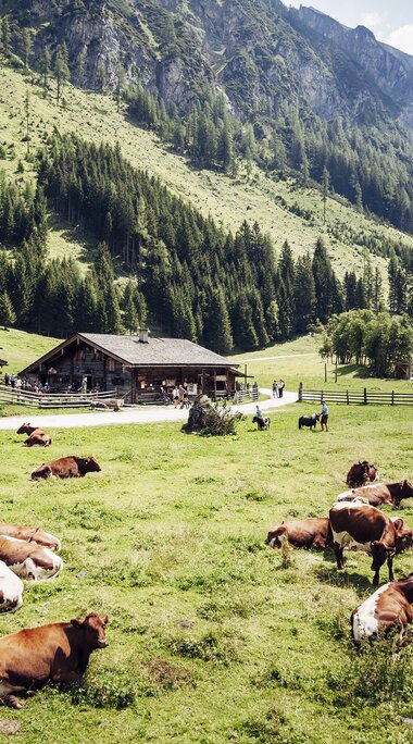 Nationalpark Cow's | © Holiday Region National Park Hohe Tauern