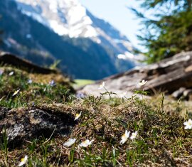 Nationalpark Flower | © Holiday Region National Park Hohe Tauern