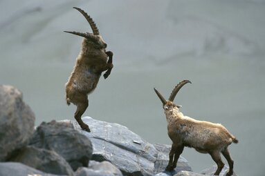 Ibex in the Hohe Tauern National Park | © Grossglockner Hochalpenstrasse