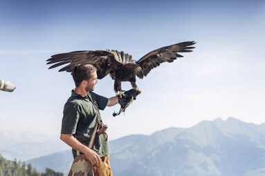 Eagle | © Holiday Region National Park Hohe Tauern