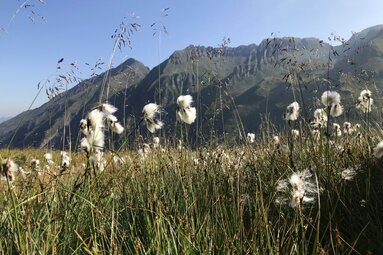 Cottongras | © Holiday Region National Park Hohe Tauern - Christina Moser